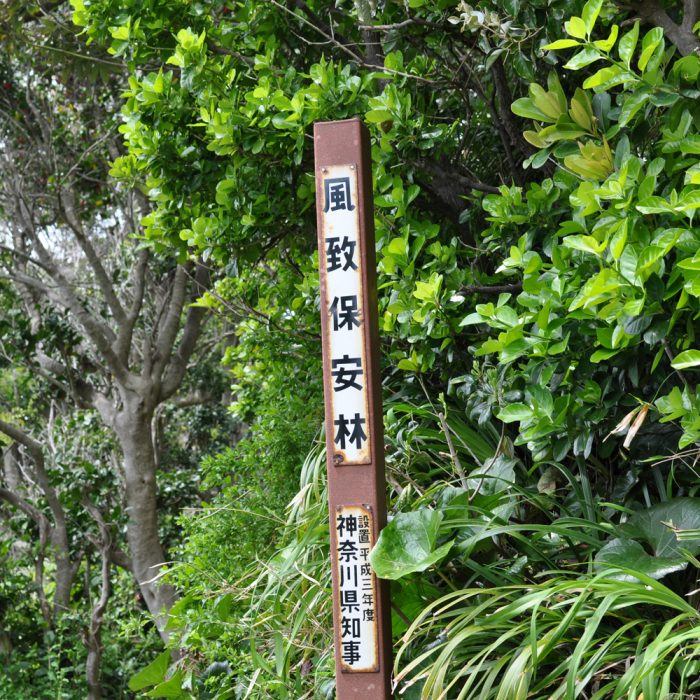 風致林