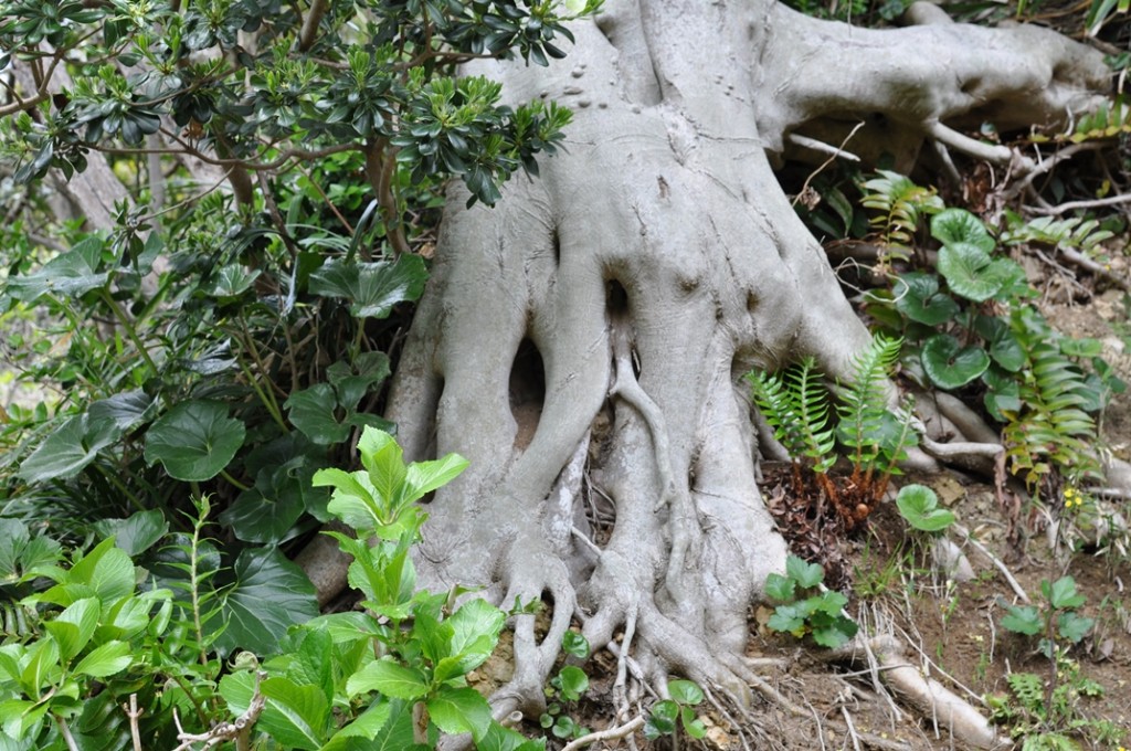 天照大神社